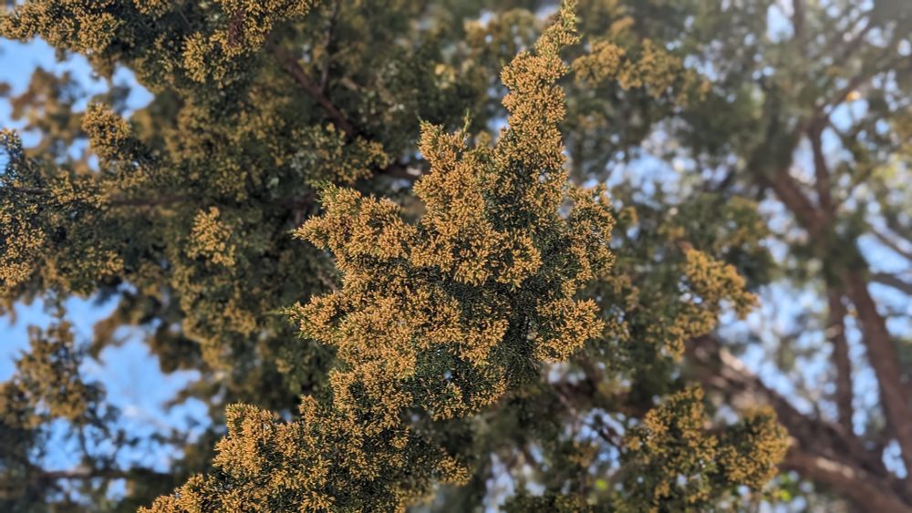 A close up of the orange-yellow leaves on the red cedar 