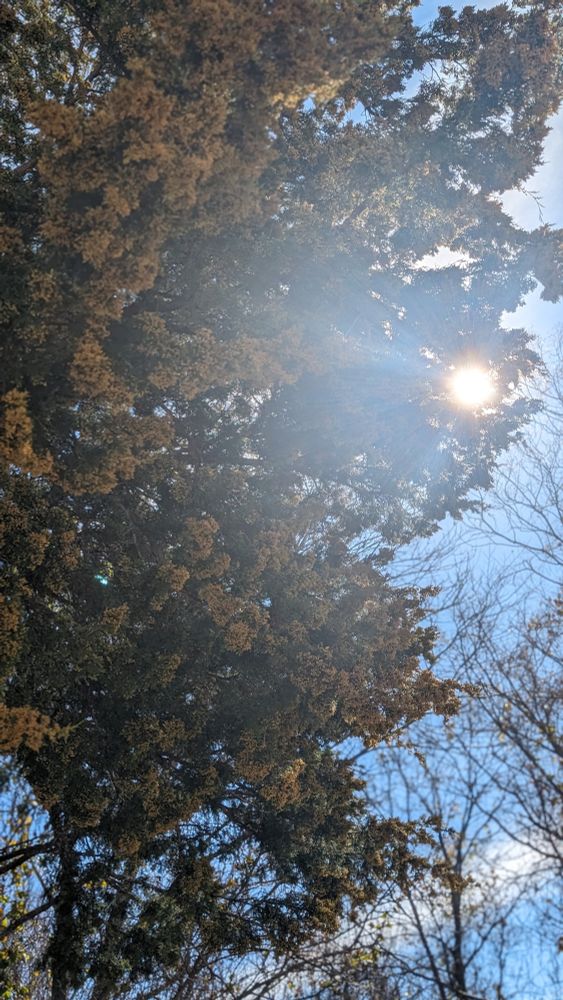 A tall red cedar with the sun shining through its leaves