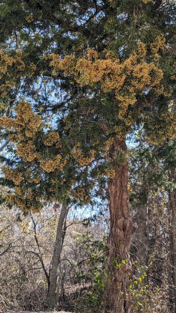 A tall red cedar with some green and some yellow-orange leaves