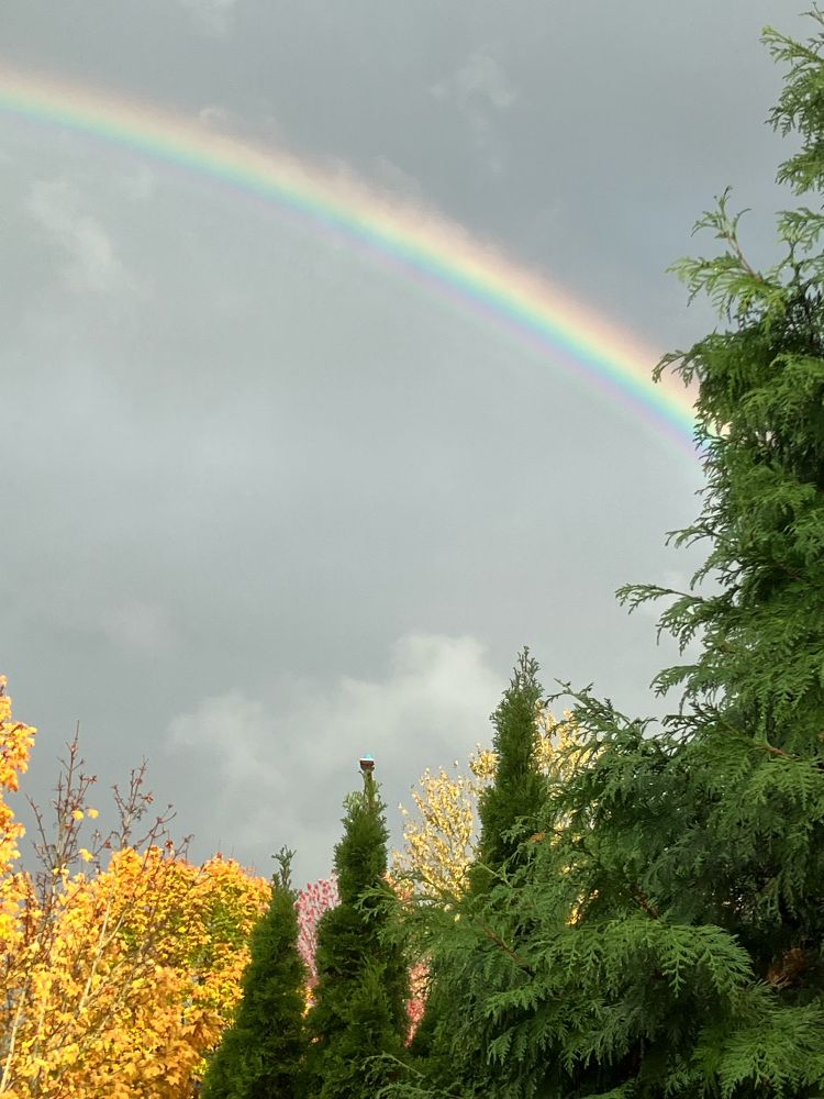 Rainbow above trees changing color.