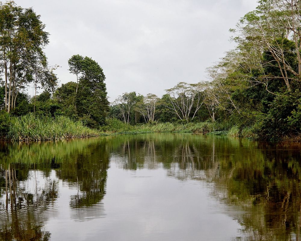 Zoomed out view of a mirrored reflection of dense trees on a still river. In the center of the frame are four trees with bare trunks towards the bottom. Those trunks are reflected in the still river.