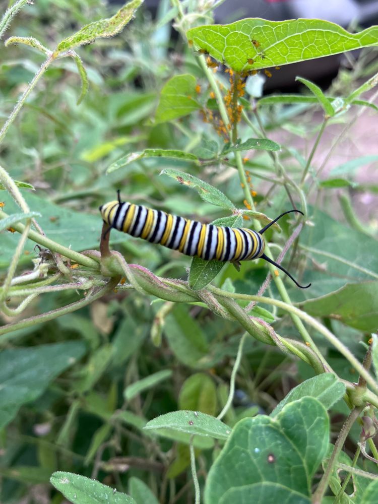 A sweet, little monarch caterpillar grazing on the vining milkweed on our chainlink fence. Small, orange aphids are visible on the underside of a leaf behind the caterpillar