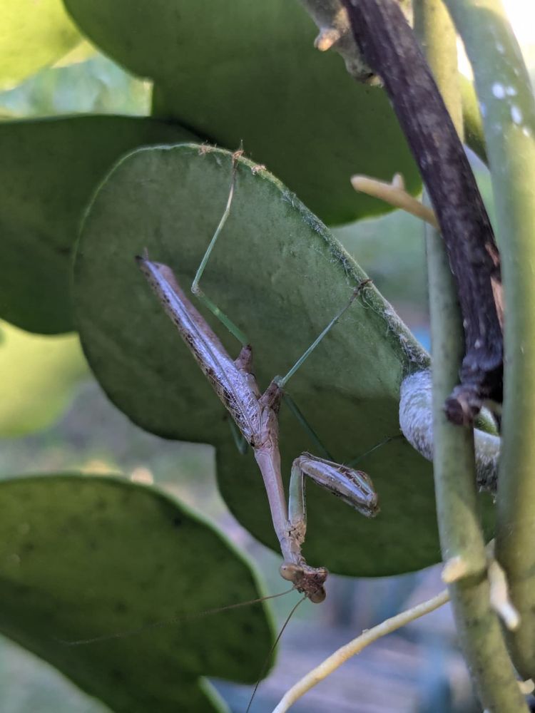 A large praying mantis sitting on the underside of a Ficus on our back porch