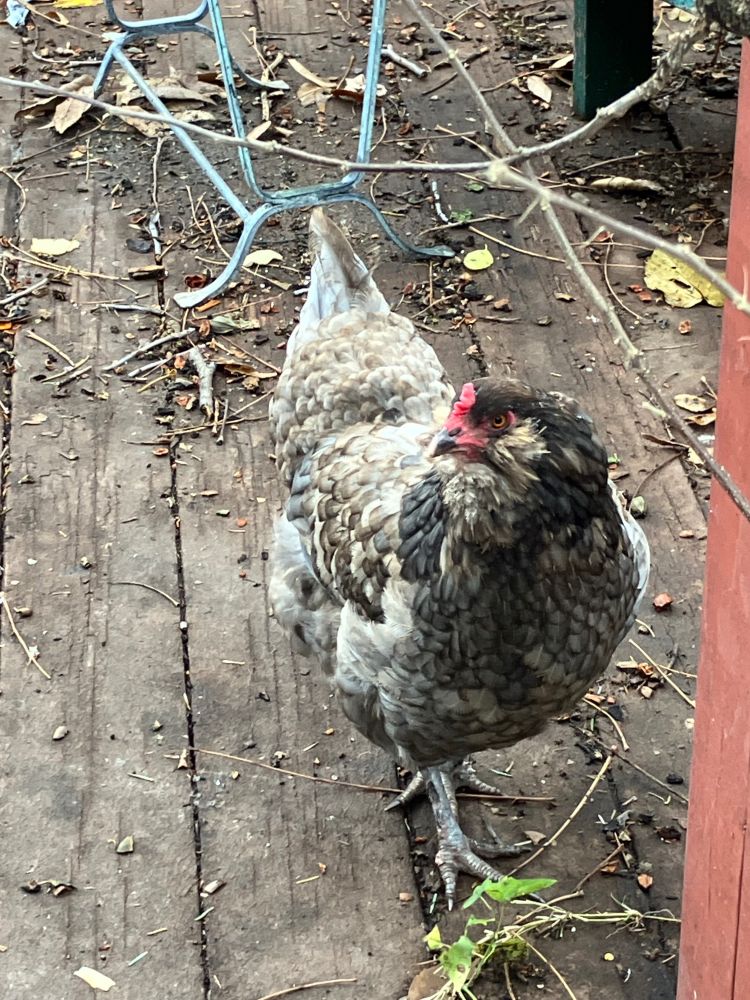 A photo of a chicken standing on a wood deck. She is grey with subtle contrast of dark and grey stripes. She has some funny feathers on her feet. She is looking at the photographer to identify if treats will be provided.