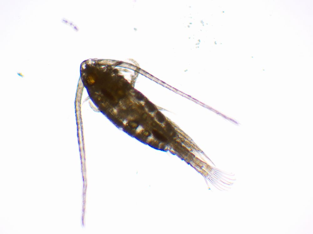 Photo of aquatic invertebrate captured on microscope. This is a calanoid copepod. It has two long antennae and an extended cylinder shaped body. Some of its legs are sticking off the sides.