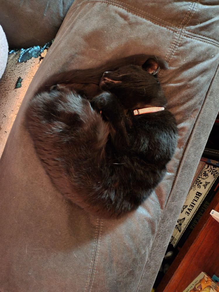 A small black cat on the back of an arm chair. She is curled upon herself asleep, resembling the shape of a heart
