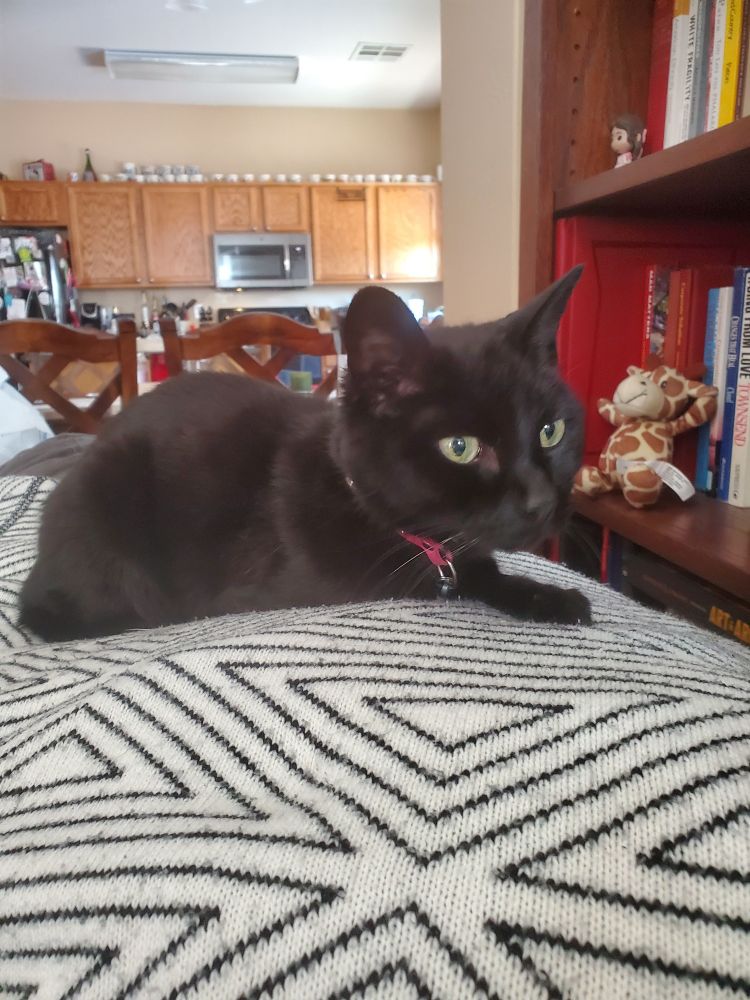 A small black car resting in a blanket. Her eyes are bright light green as she looks off right of center 