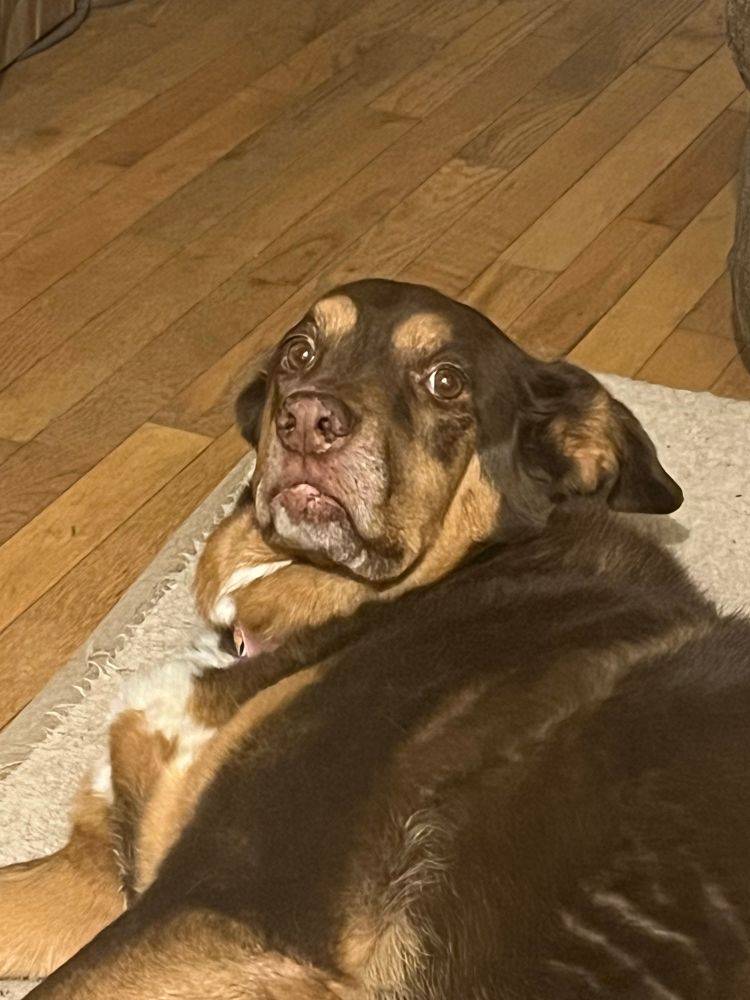 dog staring directly into the camera while lying down, o.o