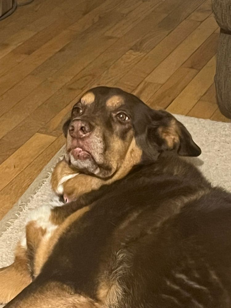 dog’s eyes looking away from the camera while laying down <.<