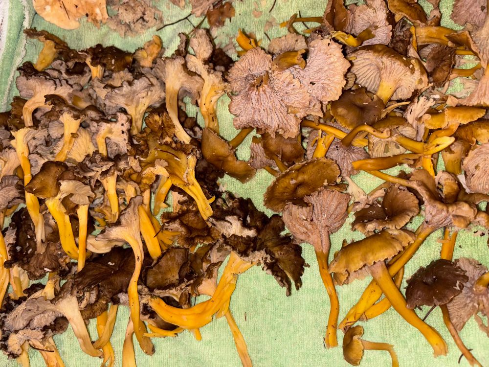 Trompetsopp til venstre, traktkantarell til høyre 