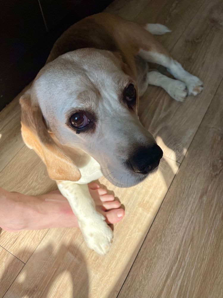 My dog (a beagle) looking at me after he has put his foot over my foot. This physical contact is generally done as a sign that the dogs likes you and wants you to be around. 