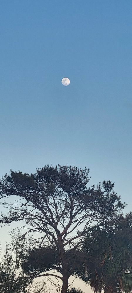 The evening moon over a tree during daylight. 