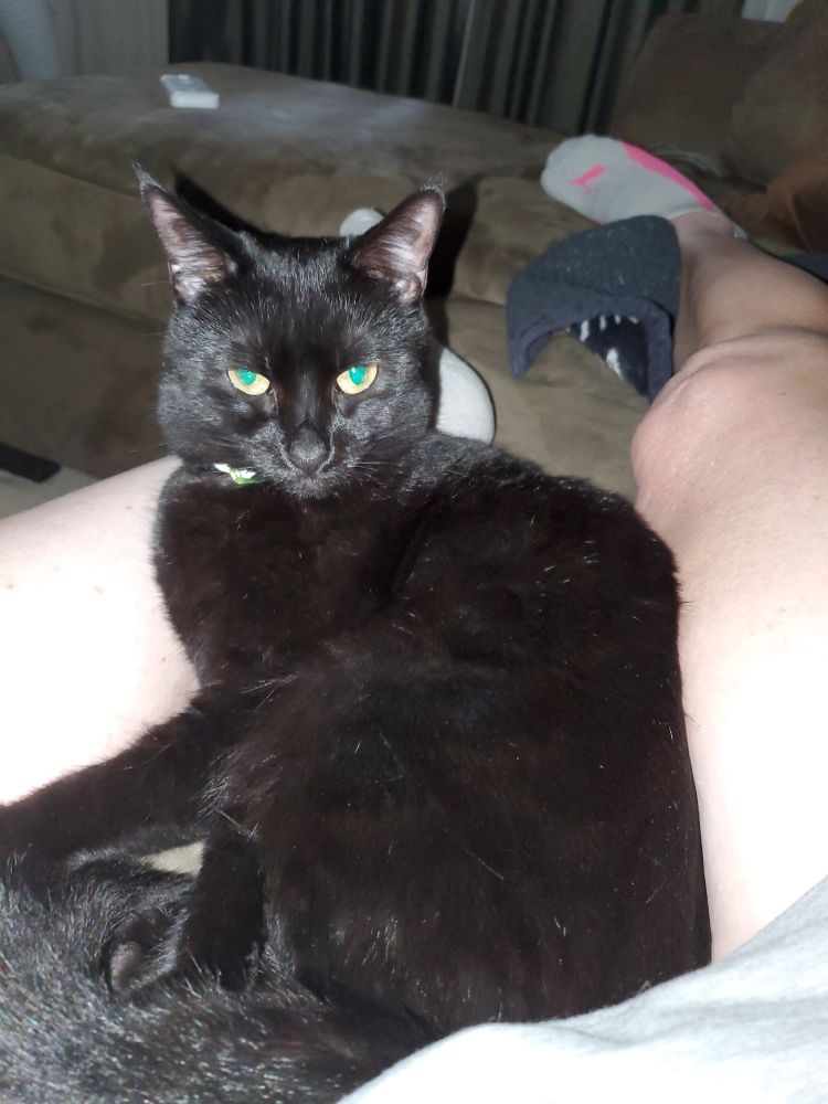 A black kitty curled up in between my legs on the couch. She just finished her bath & is displeased that I've told her I need to get up.