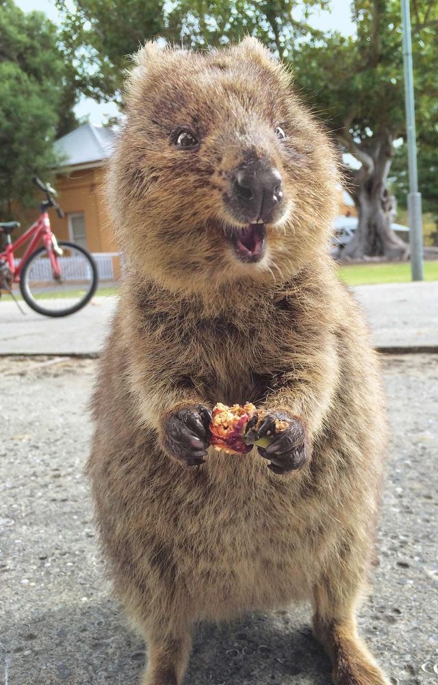 A Quokka holding some fruit in its wee hands. 