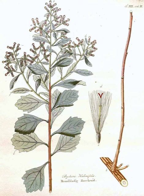 An old time-y illustration of a Baccharis.