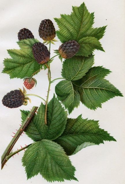 An old time-y illustration of a Blackberry.