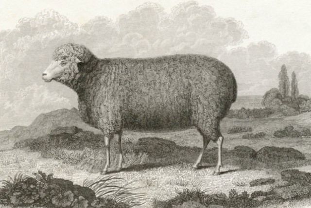 An old time-y illustration of a Ewes.