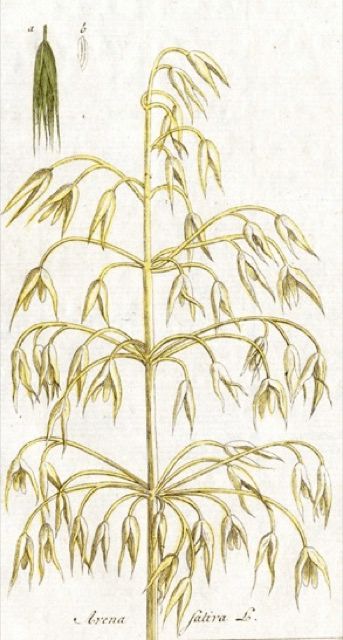 An old time-y illustration of a Oat.
