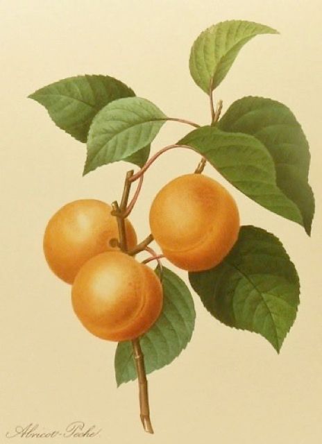 An old time-y illustration of a Apricots.