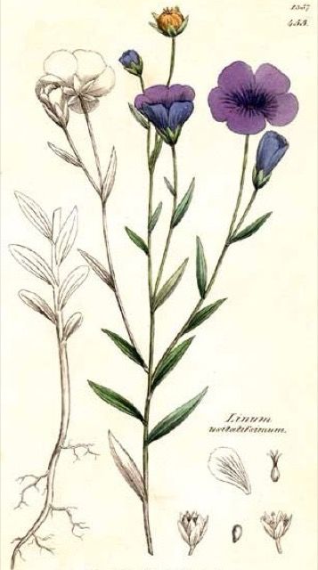An old time-y illustration of a Flax.