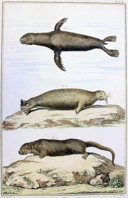 An old time-y illustration of a Otters.