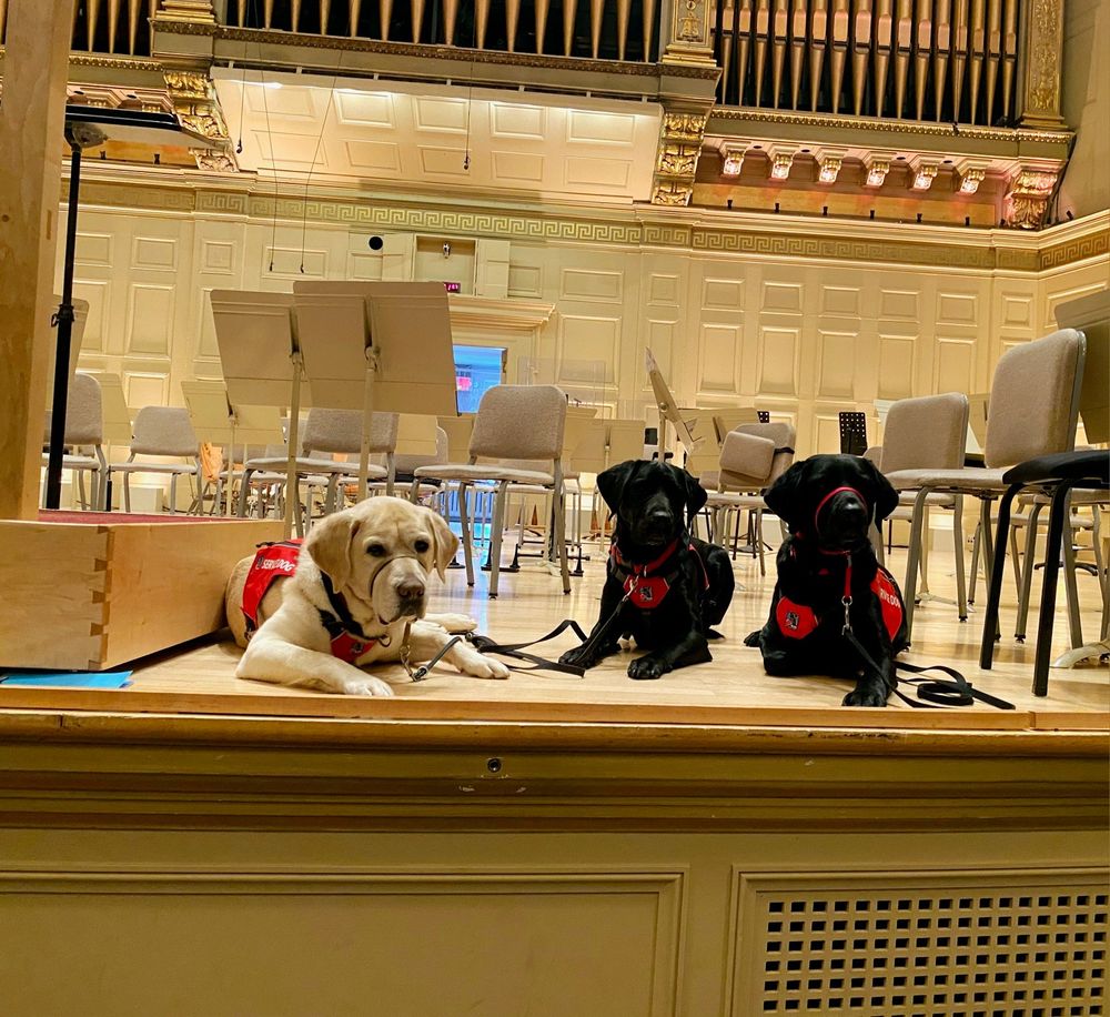 one yellow lab and two black labs all in their red service dog vests lie on the stage of the Boston Symphony Orchestra.