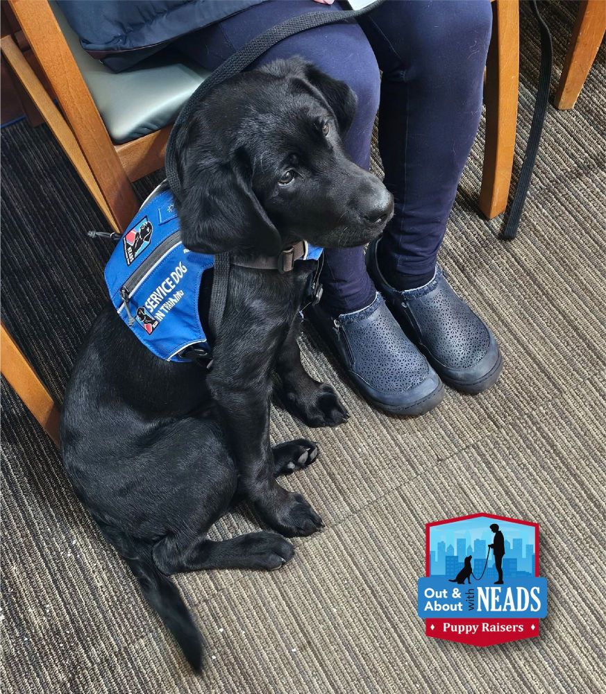 a black lab puppy dressed in a blue service dog in training vest sits next to a human who is seated in a chair.