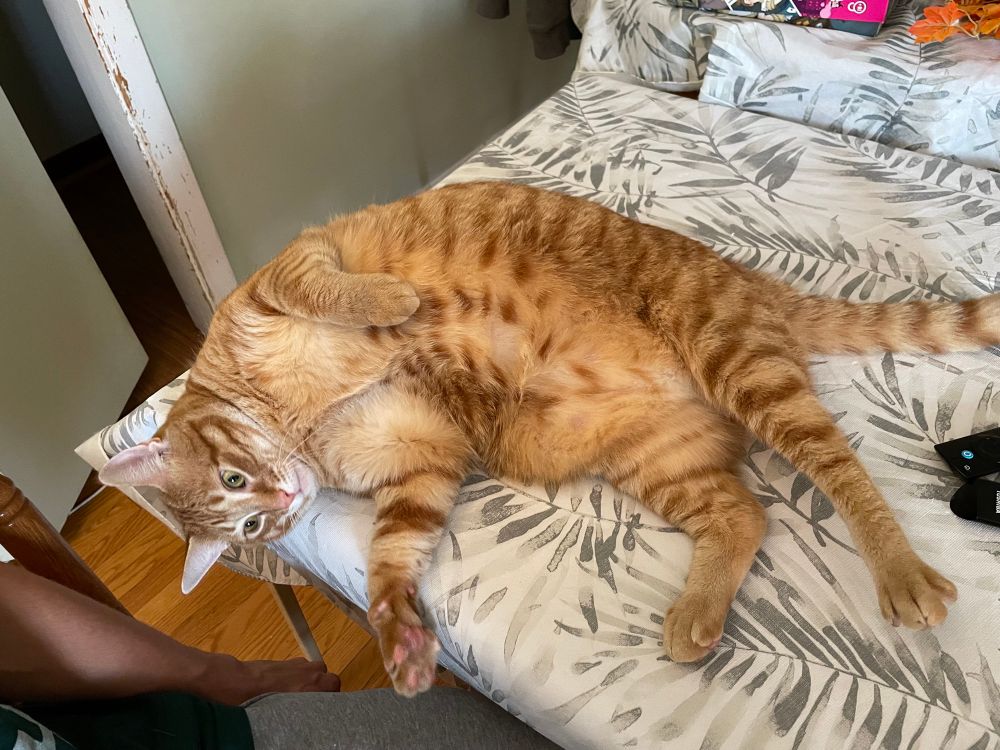 Ben, a big lad, lying on his side, being cute, taking up most of a table. 