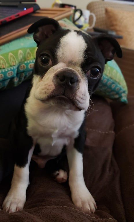 A black and white Boston terrier looking at the camera.