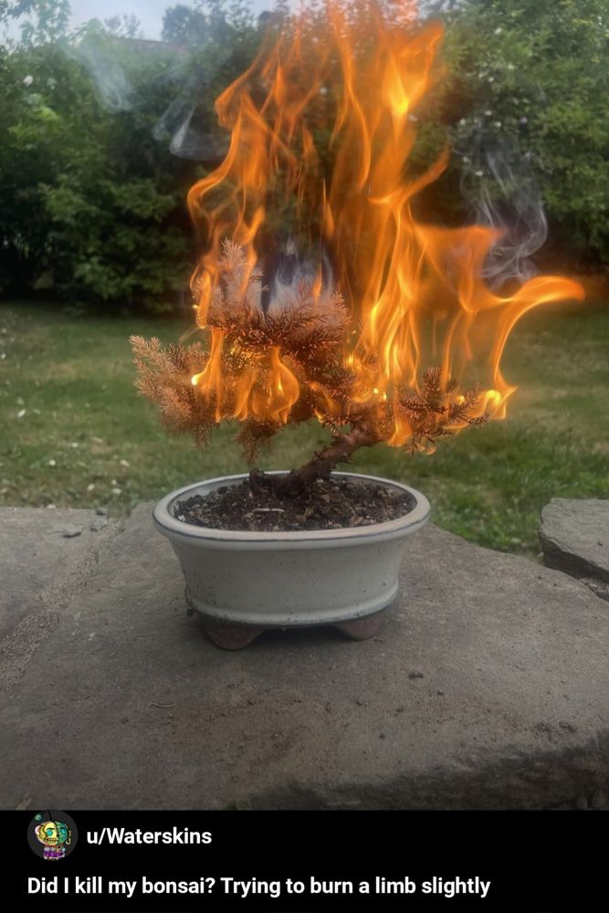 a post on r/bonsai subreddit: 