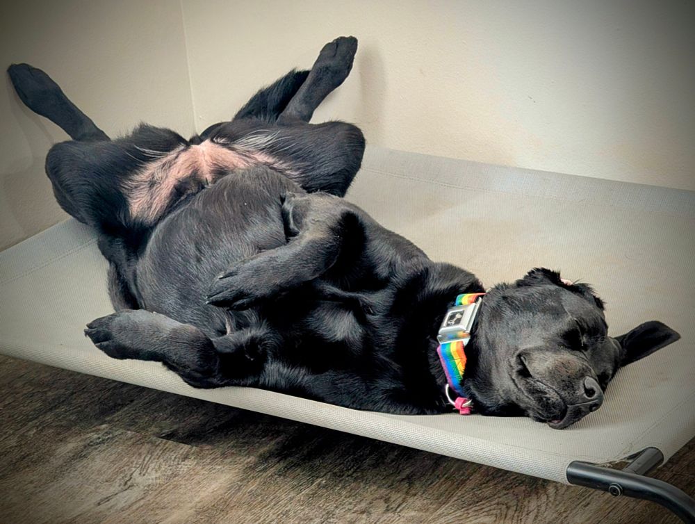 A picture of the cutest Labrador Retriever/Chesapeake Bay Retriever Mix ever named Skye laying on her back on a dog cot just looking content. She is wearing a rainbow collar that uses a seatbelt buckle to close it.