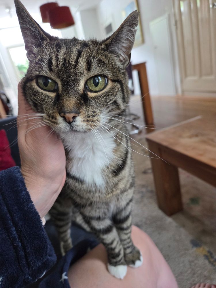 Een grijsgestreepte kater met een witte bles op z'n keel kijkt lief de camera in terwijl hij door een hand geaaid wordt. Hij staat met z'n pootjes op het been van de fotograaf. 