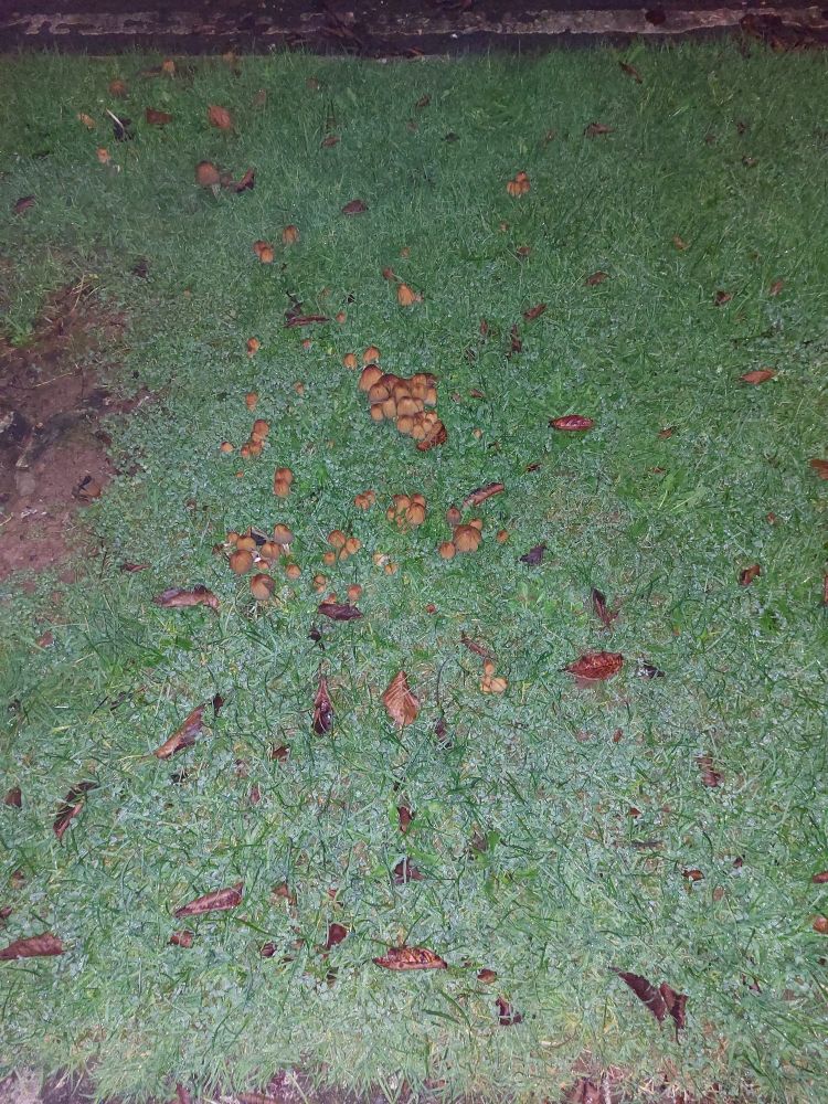 Mushrooms under a tree. November, Ireland. 