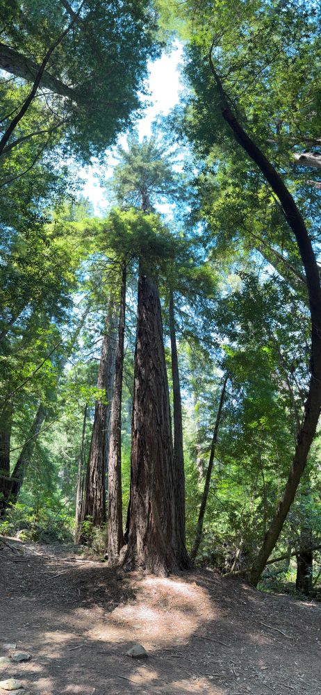 Top-to-bottom view of a very tall redwood tree and neighboring trees appearing to bow out due to the panoramic nature of the photo