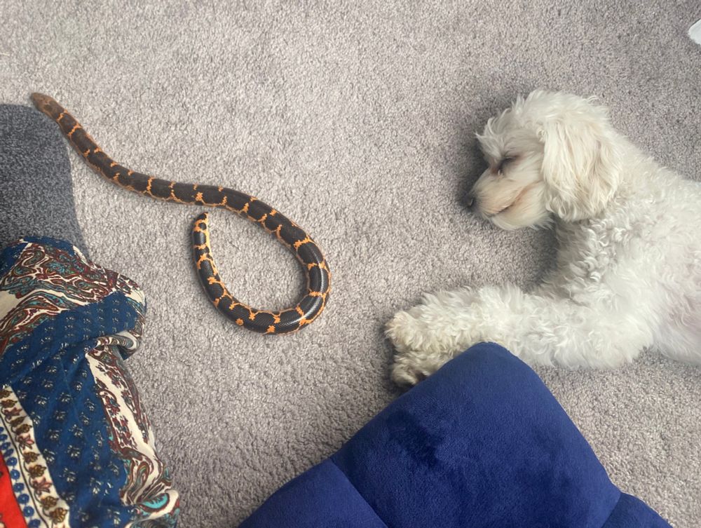 brown and orange sand boa and white mini poodle lying on the carpet