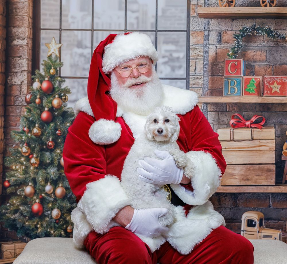 little white dog sitting on santas lap
