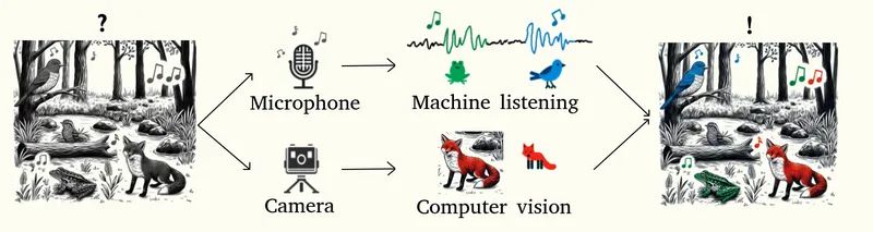 From left to right: a black and white image with a bird, fox and frog and a question mark above, an icon of a microphone and a camera, illustration of machine listening and computer vision applied on the sensor data, and finally an image of a bird, fox and frog but with color. Indicating that the species have been automatically detected.
