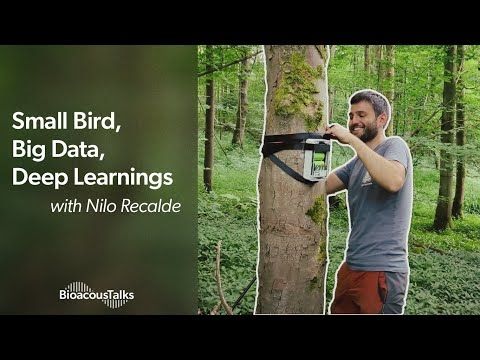 BioacousTalks: Small Bird, Big Data, Deep Learnings with Nilo Recalde