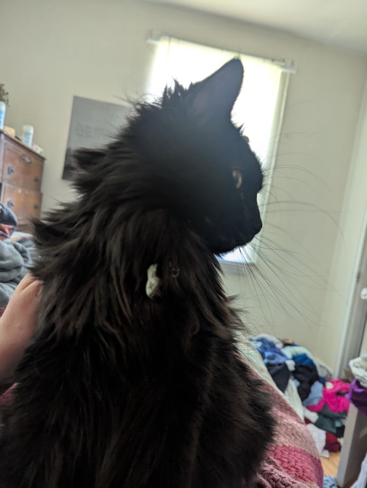 The same cat, now sitting upright much closer to the camera, looking off to the side as a hand scritches her back.