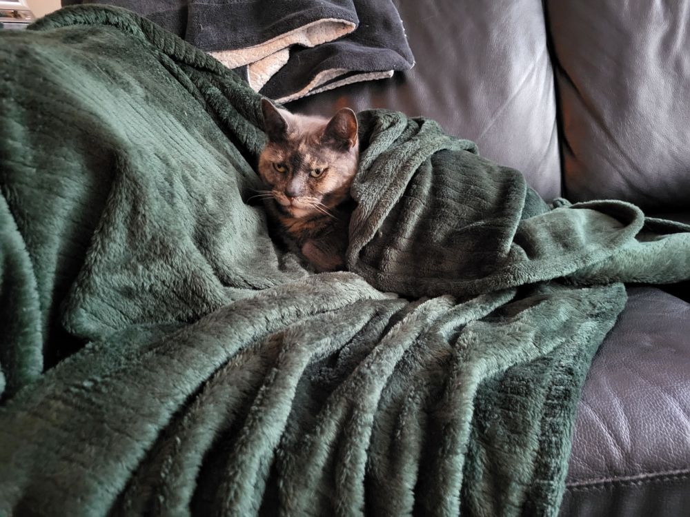 Mn schildpadpoes ligt helemaal ingepakt in een zacht groen dekentje op een zwartleren bank