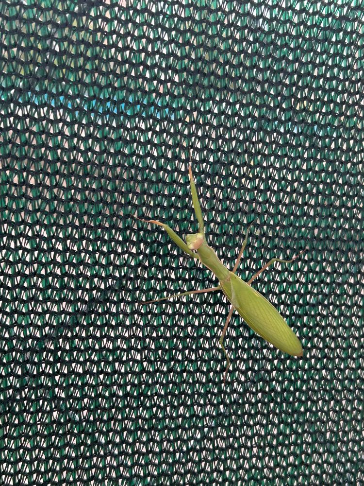 A green mantis hanging out on a farbic-covered chain link fence.  We see the mantis from above, its body angled so that its head faces around 11 o'clock. From this angle, it is hard to determine if the raptorial forelimbs are being held up for a potential strike, or if they are being used to cling to the fence.