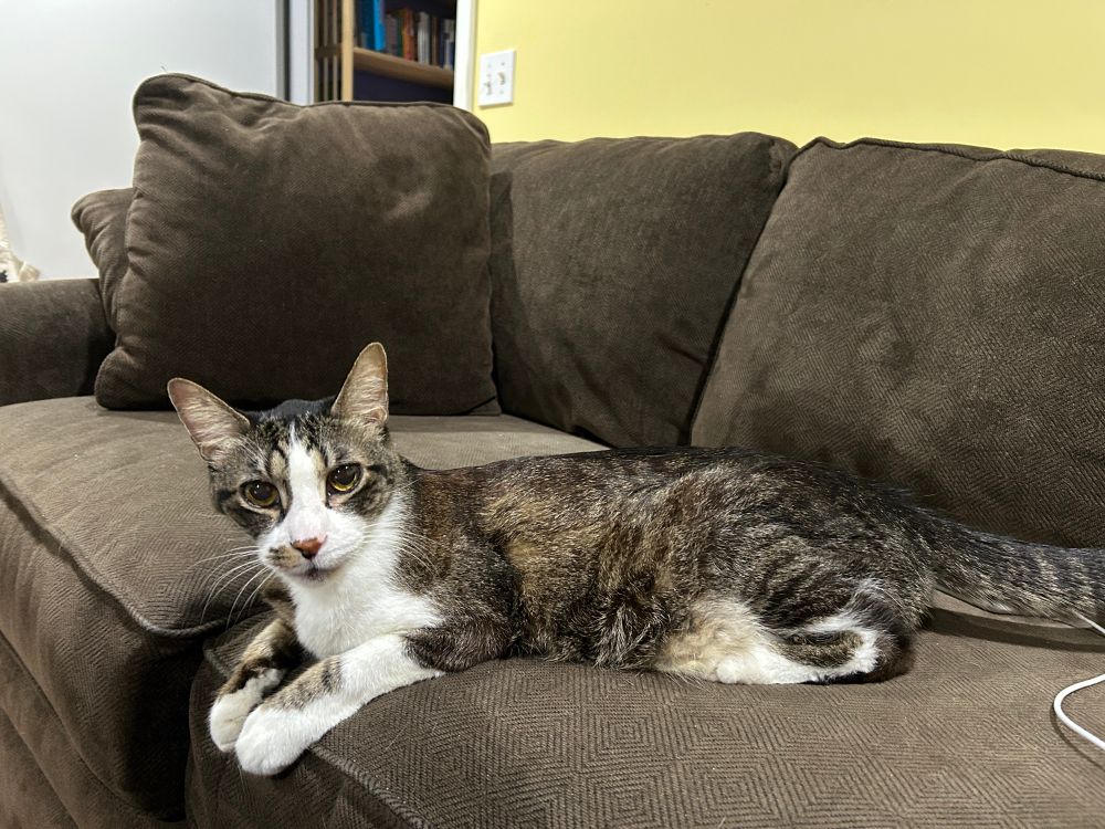 A tabby and white cat in a stretched sphinx position on a sofa, looking to the camera. 