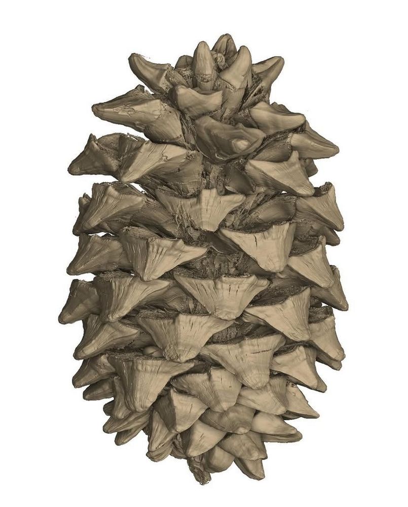 CT-scan image of a pinecone, showing the external structure.