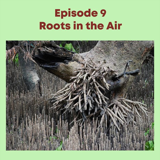 An image of the aerial roots of a mangrove. Text above the image says "Episode 9 Roots in the Air"
Image by Peripitus