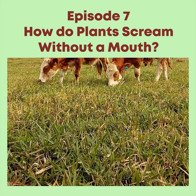 Close up of grass with cows grazing in the background. Text above the image says "Episode 7 How do Plants Scream Without a Mouth?"

Image by Mtaufiqurrahman