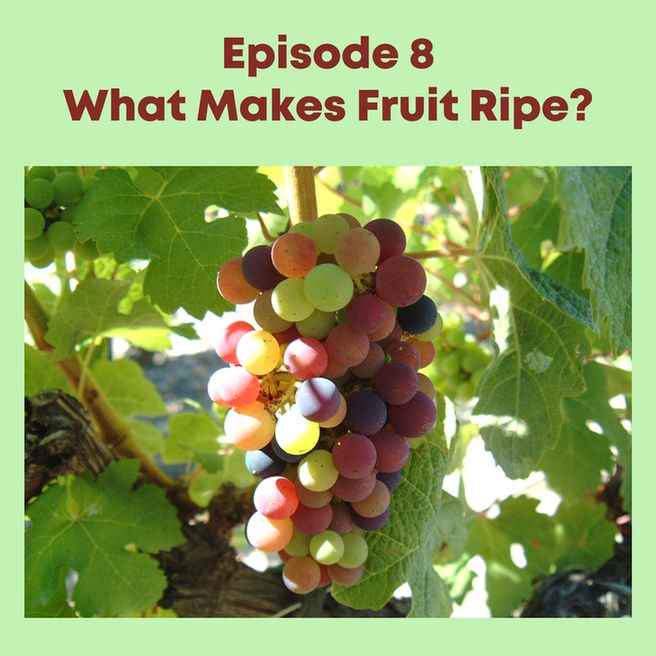 A bunch of grapes hangs among leaves. The grapes are different colors at different levels of ripeness. Text above the image says "Episode 8 What Makes Fruit Ripe?"
Image by Dominique Hessel 