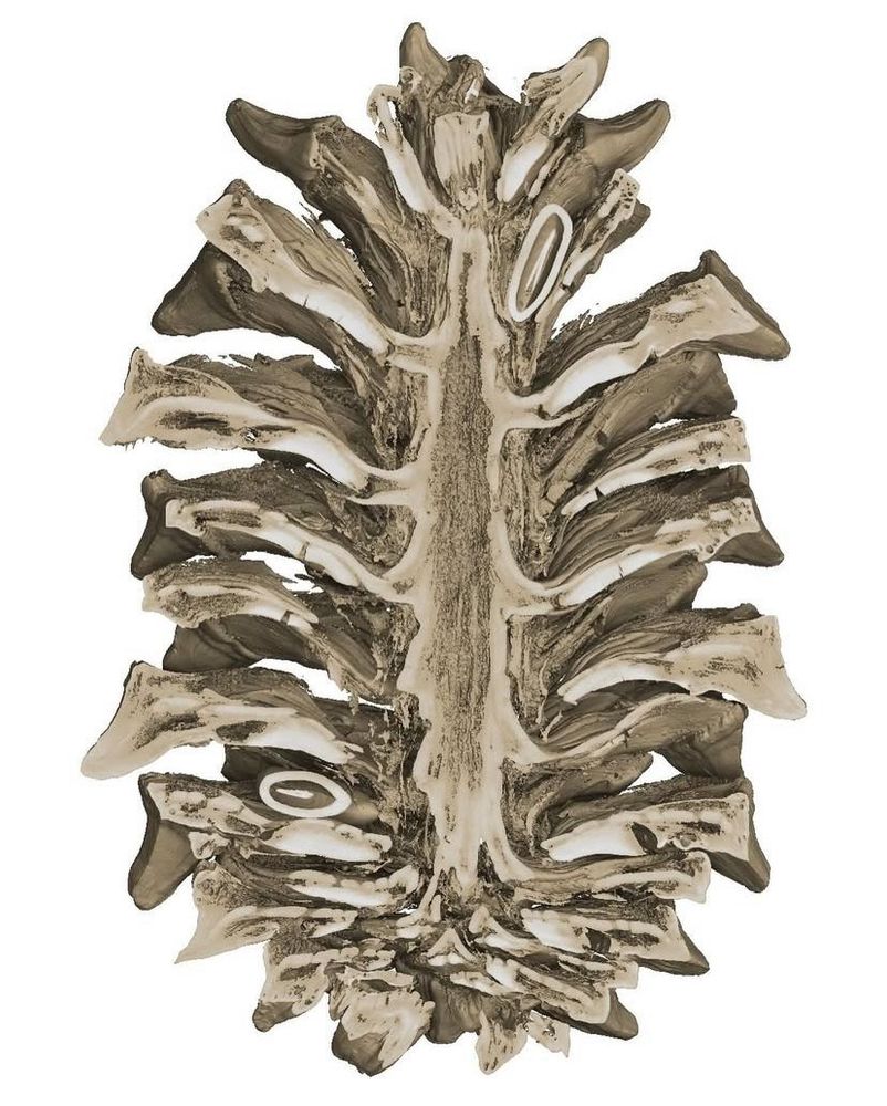 CT-scan image of a pinecone, showing the internal structure and positions of seeds within.