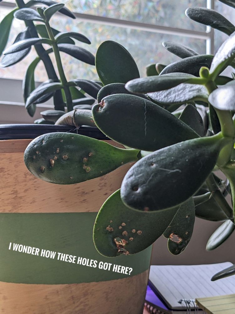 A close up of a houseplant on a desk whose leaves have a bunch of little holes in them that are roughly the size and shape of cat teeth. Text says "I wonder how these holes got here?"