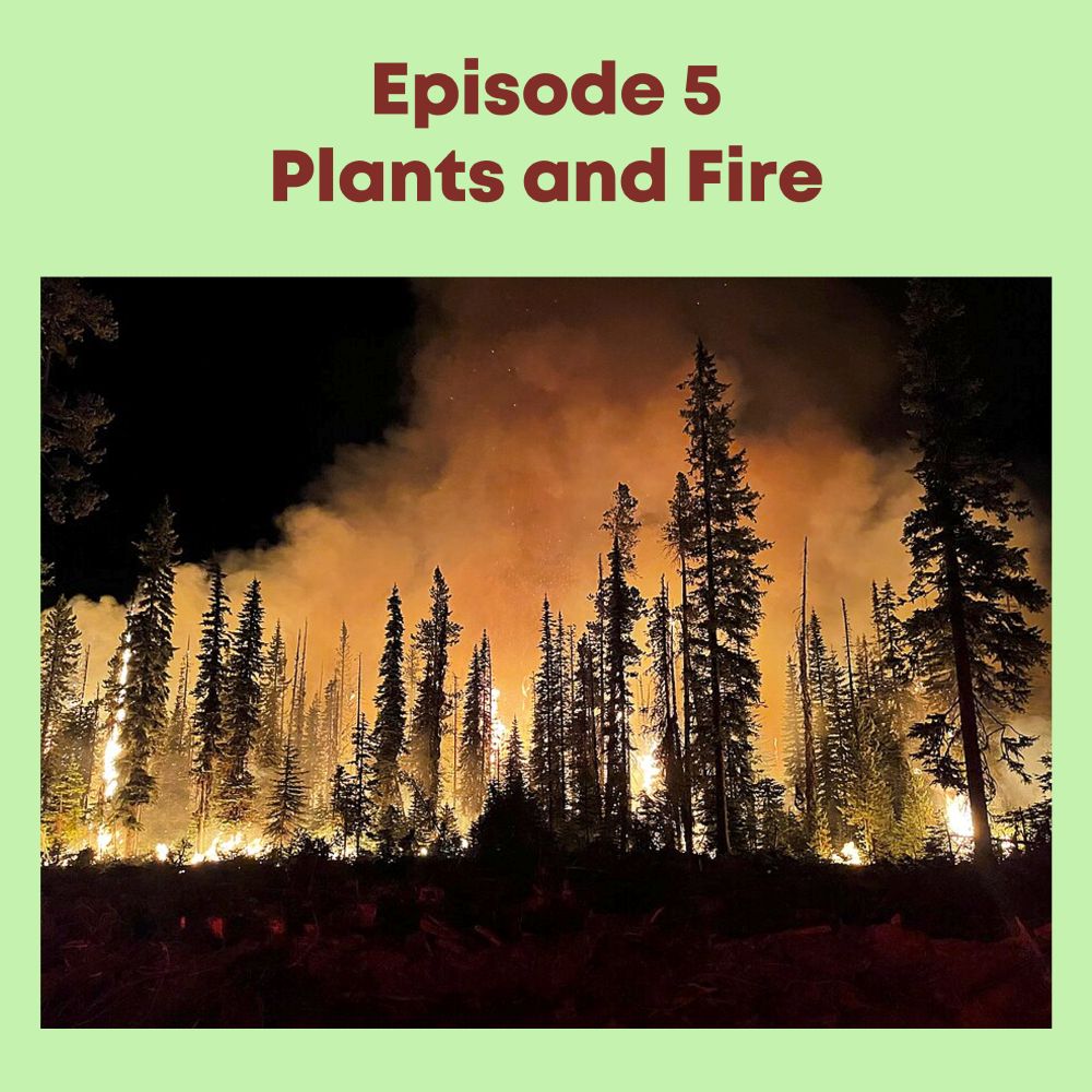 A photo of a forest with a backdrop of fire and smoke. Text above the image says "Episode 5 - Plants and Fire" (Image in the Public Domain)