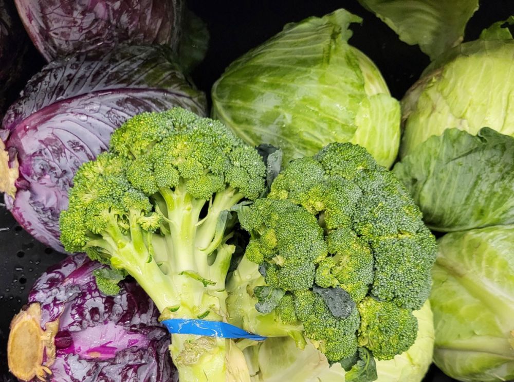 A head of broccoli and some green and purple cabbage, all different forms of Brassica.